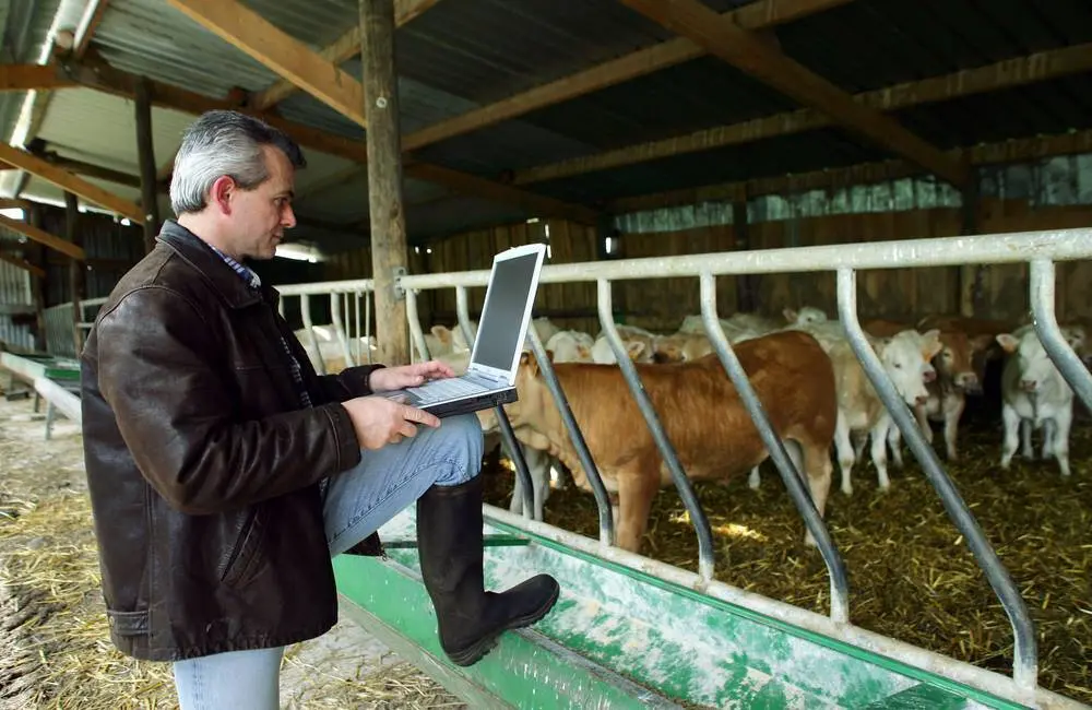 A man working on a laptop stands in front of a group of cows.